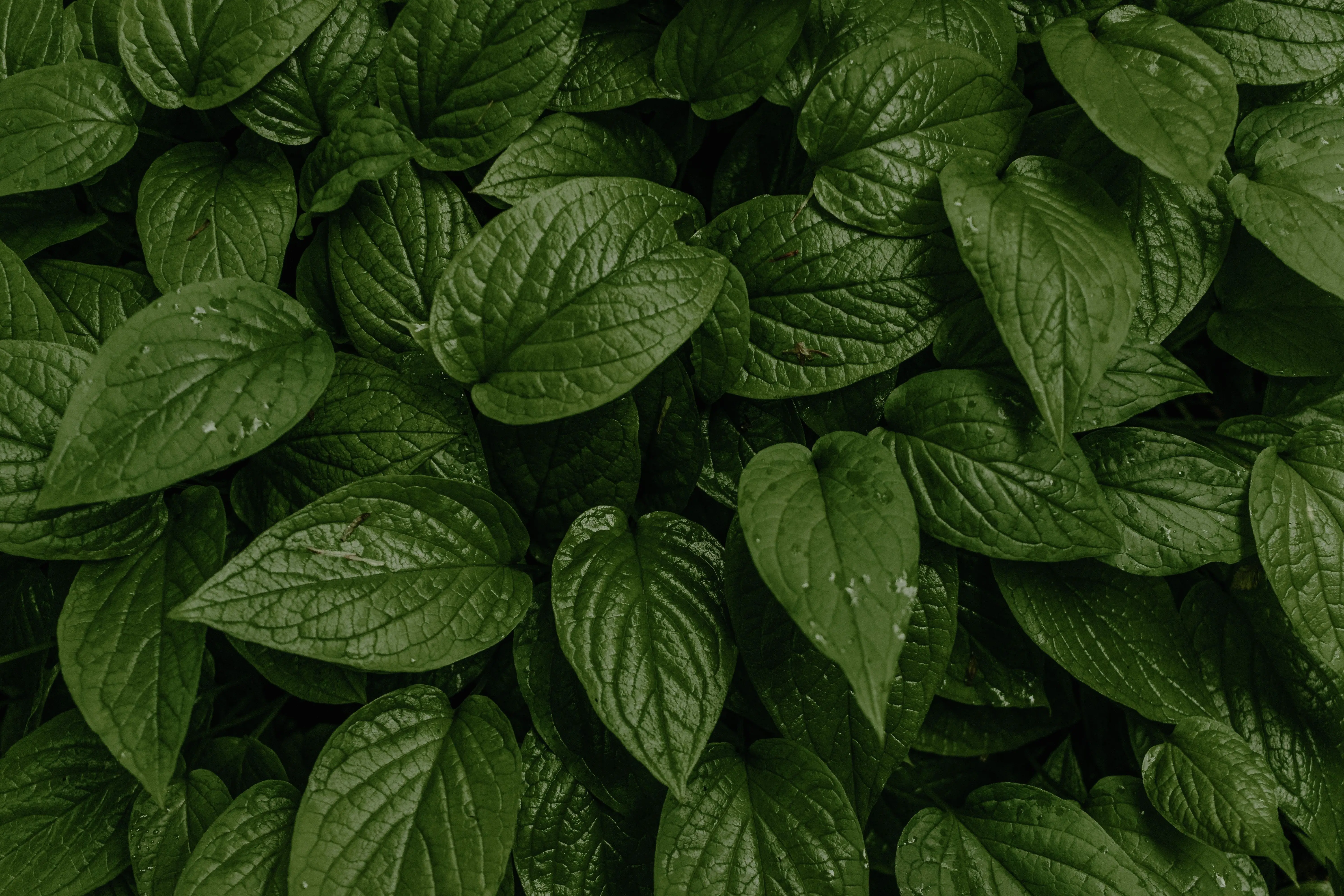 Horny Goat Weed (Icariin) extract used in VigorHorse