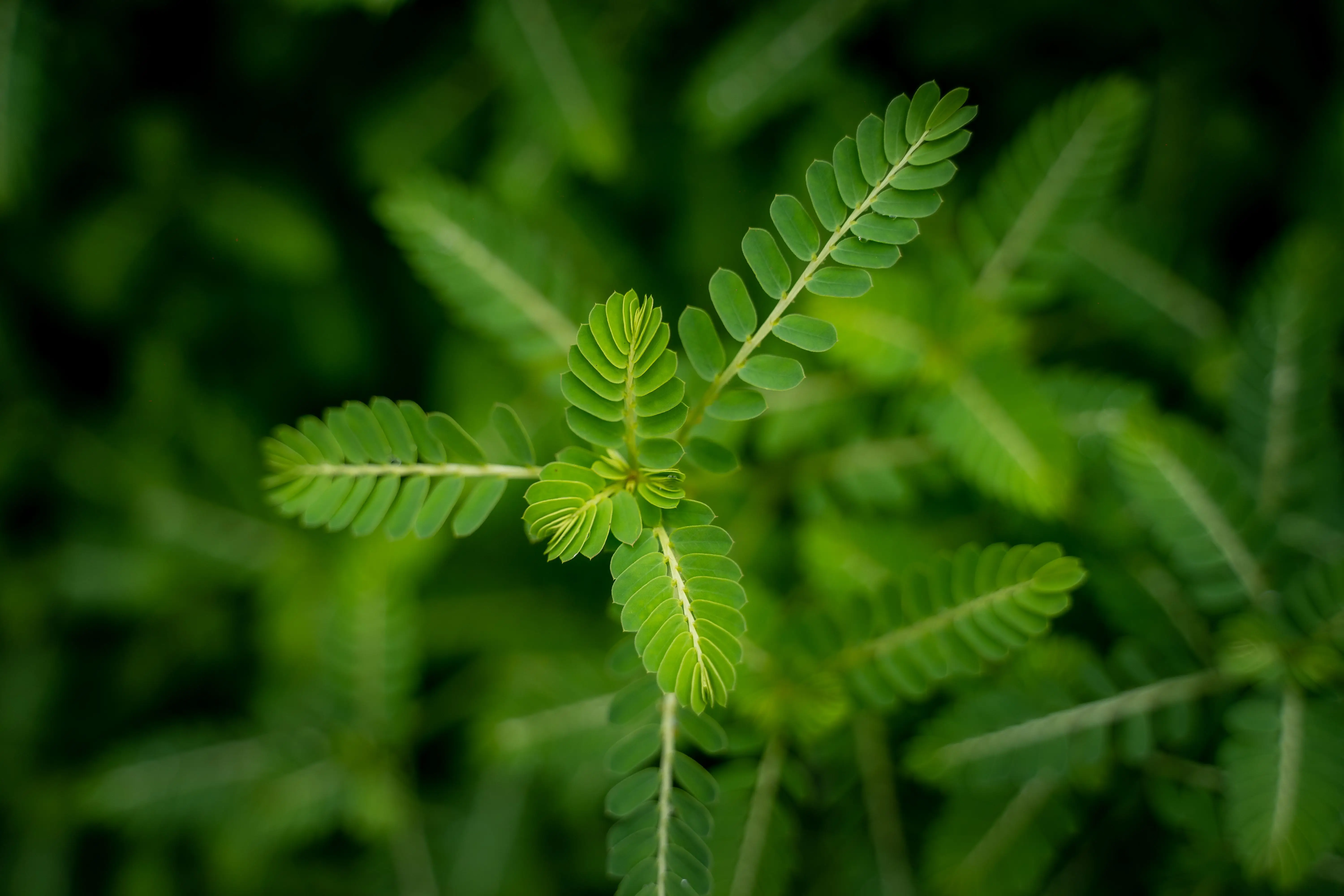 Tribulus Terrestris extract used in VigorHorse